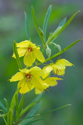 Lysimachia quadriflora